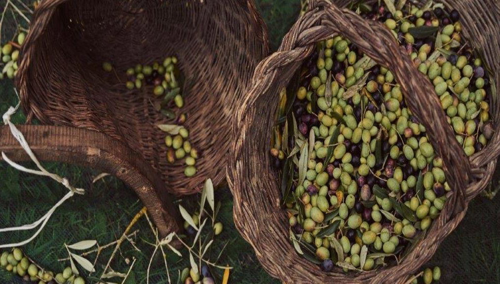 Olive Harvest Experience - Half-Day Small Group Tour - Photo 1