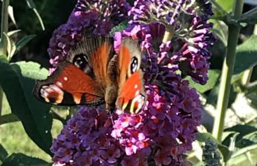 Ferienwohnungen Zeller - Foto 30