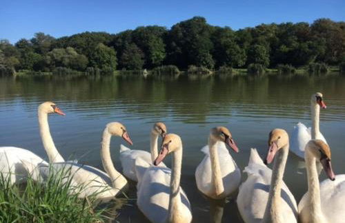 Cottage chaleureux face à l'étang - Foto 10