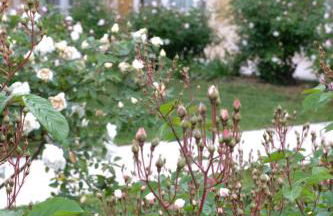 Tenuta Agriturismo La Borina - Foto 64