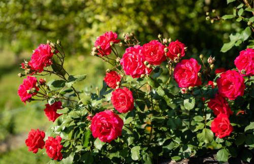 Agriturismo Bellandi - Foto 12