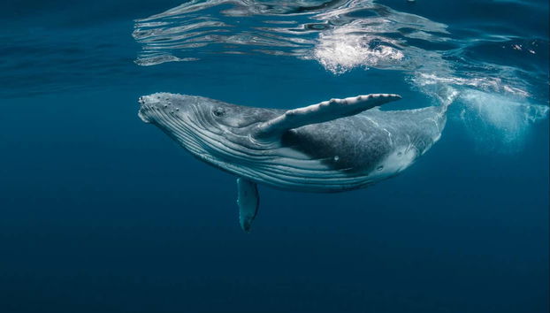 Whale swimming in Pochote
