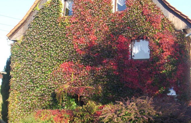 Zum Hecht, FeWo Spitzberg - Foto 98