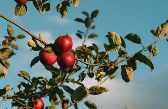 Georgian Country Cottage nr Babington House - Photo 9