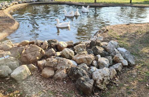 Agriturismo L'Ulivo - Foto 72