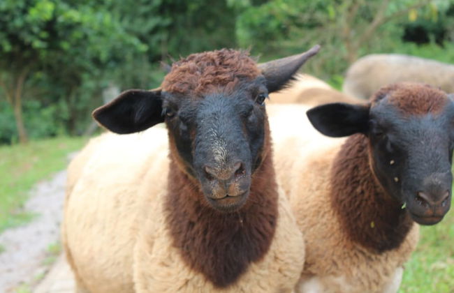 Pousada Vila Felicita - Foto 23