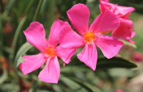 La Rupe del Falco - Foto 29