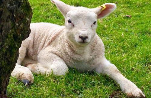 The Smithy, Wonderful Riverside Accommodation - Photo 7