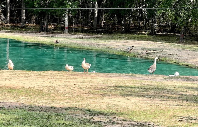 Stunning 1-bed Glamping Tent in Cleveland - Foto 11