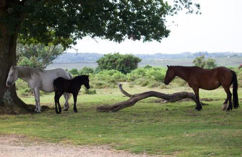 Avondale New Forest - Foto 25