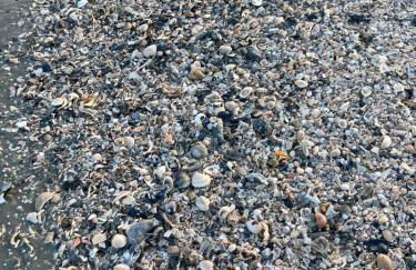 COFFEE on THE BEACH WINE on THE MARSH DOCK - Foto 59