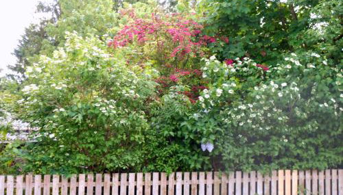 Ferienwohnung im Harz-Haus-Bruns - Photo 3, Garden view