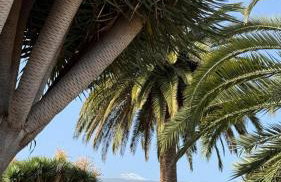 Holiday Feel - La Orotava - Foto 7