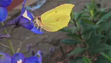 Schmeling Haus Bad Saarow - Photo 5, Garden