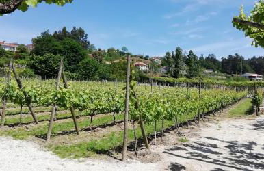 My Portugal for All - Lousada Villa - Foto 39