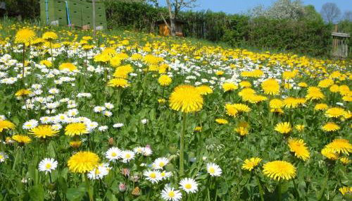 Ferienwohnungen "allerleigrün" - Foto 2, Garden