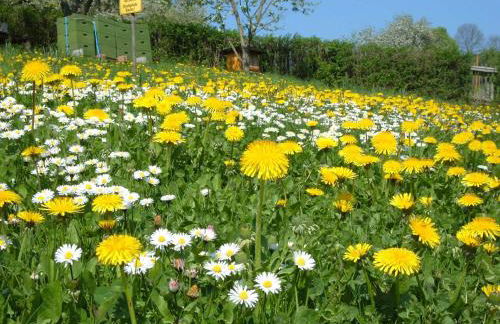 Ferienwohnungen "allerleigrün" - Foto 2