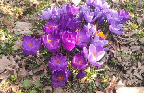 Biały Dzik Uszyszek - Foto 20