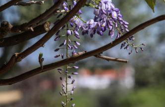 Quinta da Tapada de São Pedro - Foto 34