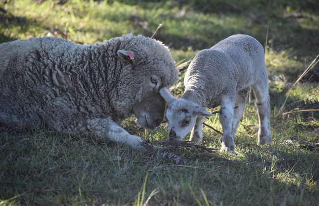 Clandulla Cottages - Foto 46