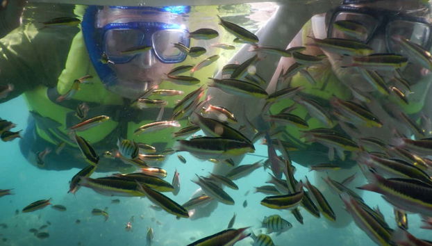 Descobrindo a biodiversidade marinha do Pacífico