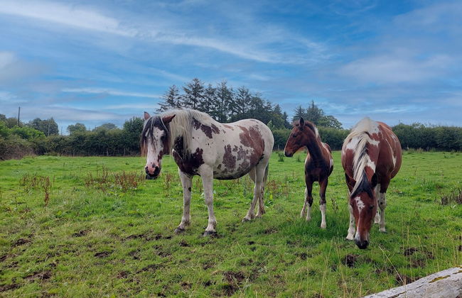 Farm View Cottage Castlerea - Photo 19