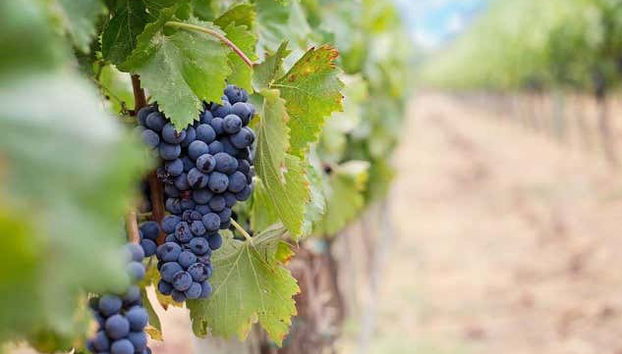 Detalhe de um racimo de uvas