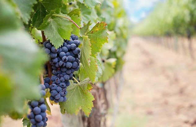 Assunçao Winery Tour - Foto 2