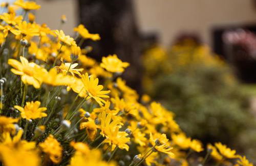 Bio Agriturismo I Lapi - Foto 10