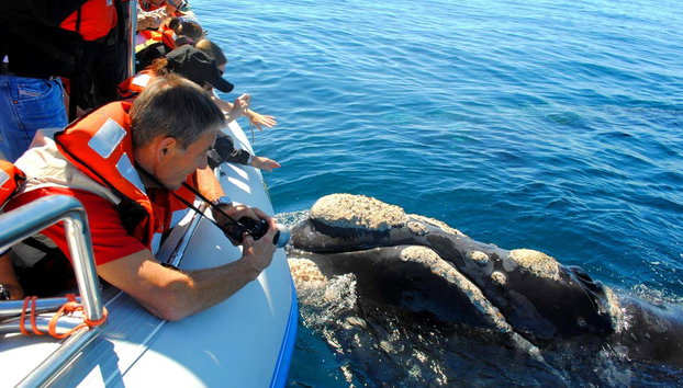 Valdes Peninsula Day Trip - Foto 3