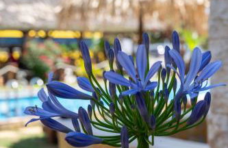 Garden Blue By Greoudis - Foto 3