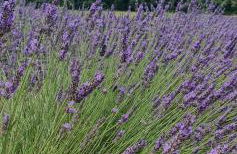 CHRIS LE VERGER - Foto 34