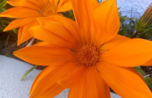 Villa in Sintra - Casa da Penha Ferrim - Foto 18