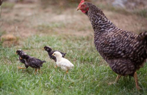 Gospodarstwo Agroturystyczne Kowalowe Wzgórze - Foto 49