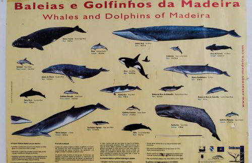 Vista Romantica Madeira - Photo 72