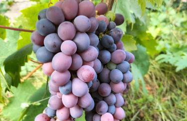 Apartman Hanna - Foto 32