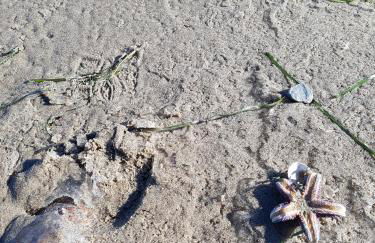 Seesternchen - Foto 16