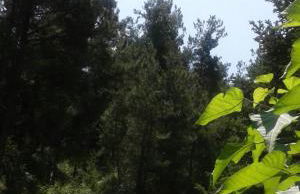 Six Steps From The Forest - Photo 32