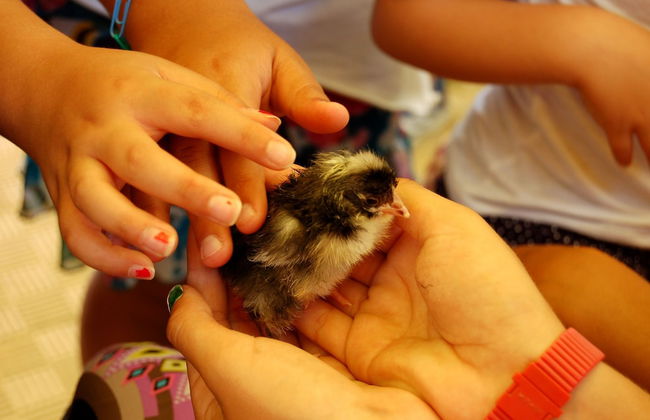 Il Giardino del sole - Foto 24