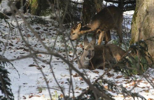 Beautiful Listed Mansion with incredible woodland views - Photo 18