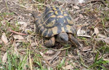 Family House - Foto 37