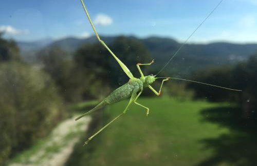 Agriturismo La Vecchia Quercia - Foto 92