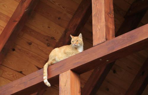 Agroturystyka Żuławiaczek - Foto 10