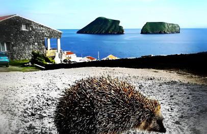 Breathe Nature - Beach House Azores - Foto 30