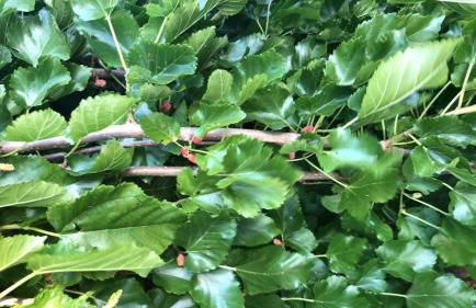 Luxury Chic Farm Cottage in Wine Country, California - Foto 26