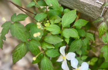 Avalon Sunrise our enchanting Glastonbury cottage - Foto 55