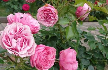 La Gravière - Foto 26