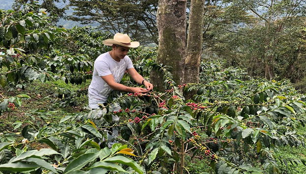 Besuch einer Kaffeefarm in Salento mit Mittagessen – Halbtages-Wanderung - Foto 3