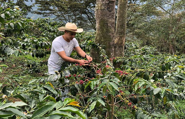 Besuch einer Kaffeefarm in Salento mit Mittagessen – Halbtages-Wanderung - Foto 3