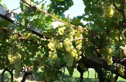 Residence La Colombera - Foto 37